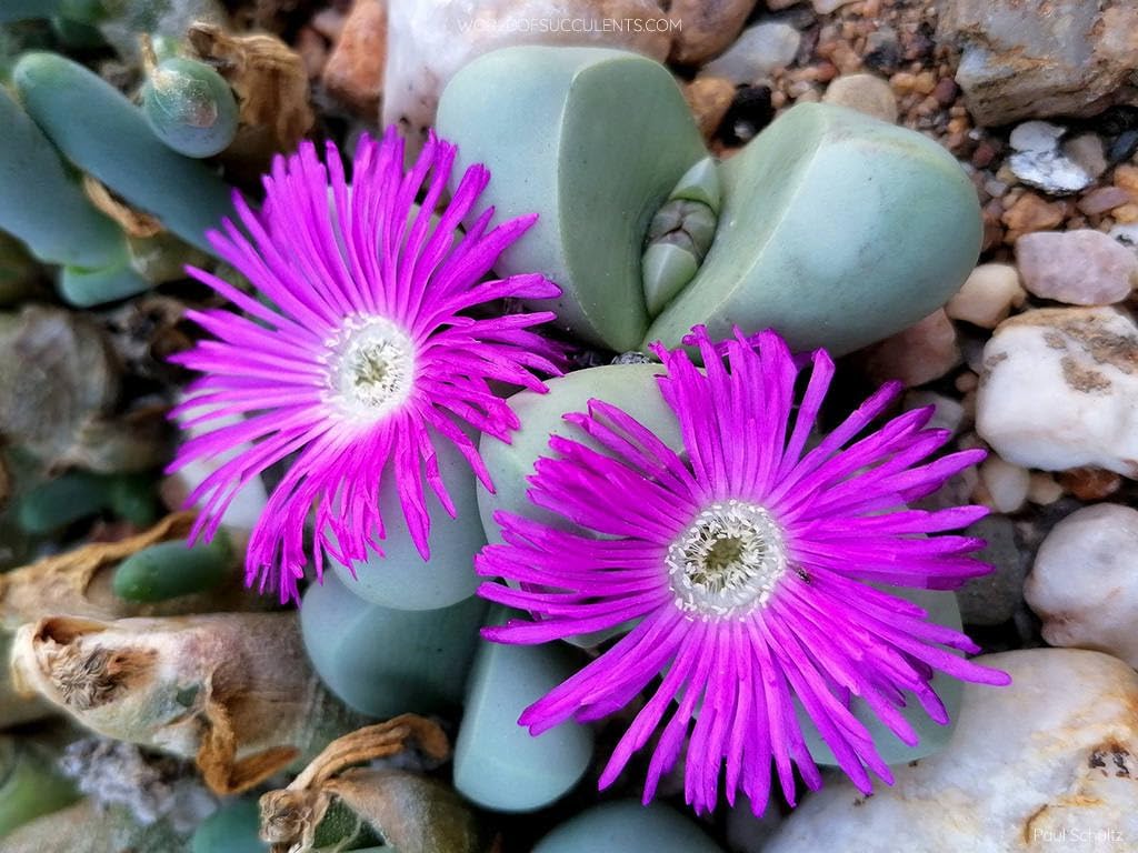 Heirloom Non-GMO Argyroderma Succulent Seeds | Unique Living Stone Plants for Drought-Tolerant Gardens - Non-GMO for planting in home garden